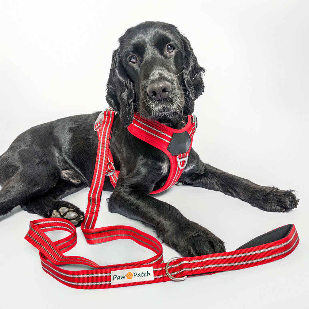 Premium Comfort Leash - Red