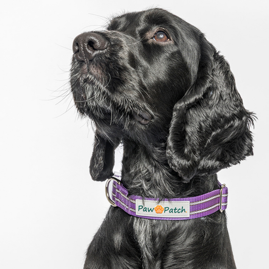 Premium Comfort Collar - Purple