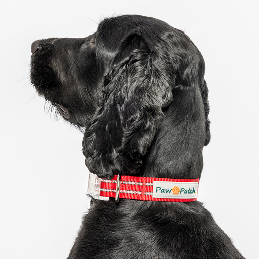 Premium Comfort Collar - Red