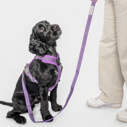 The Complete Comfort Trio (Harness + Leash + Collar)