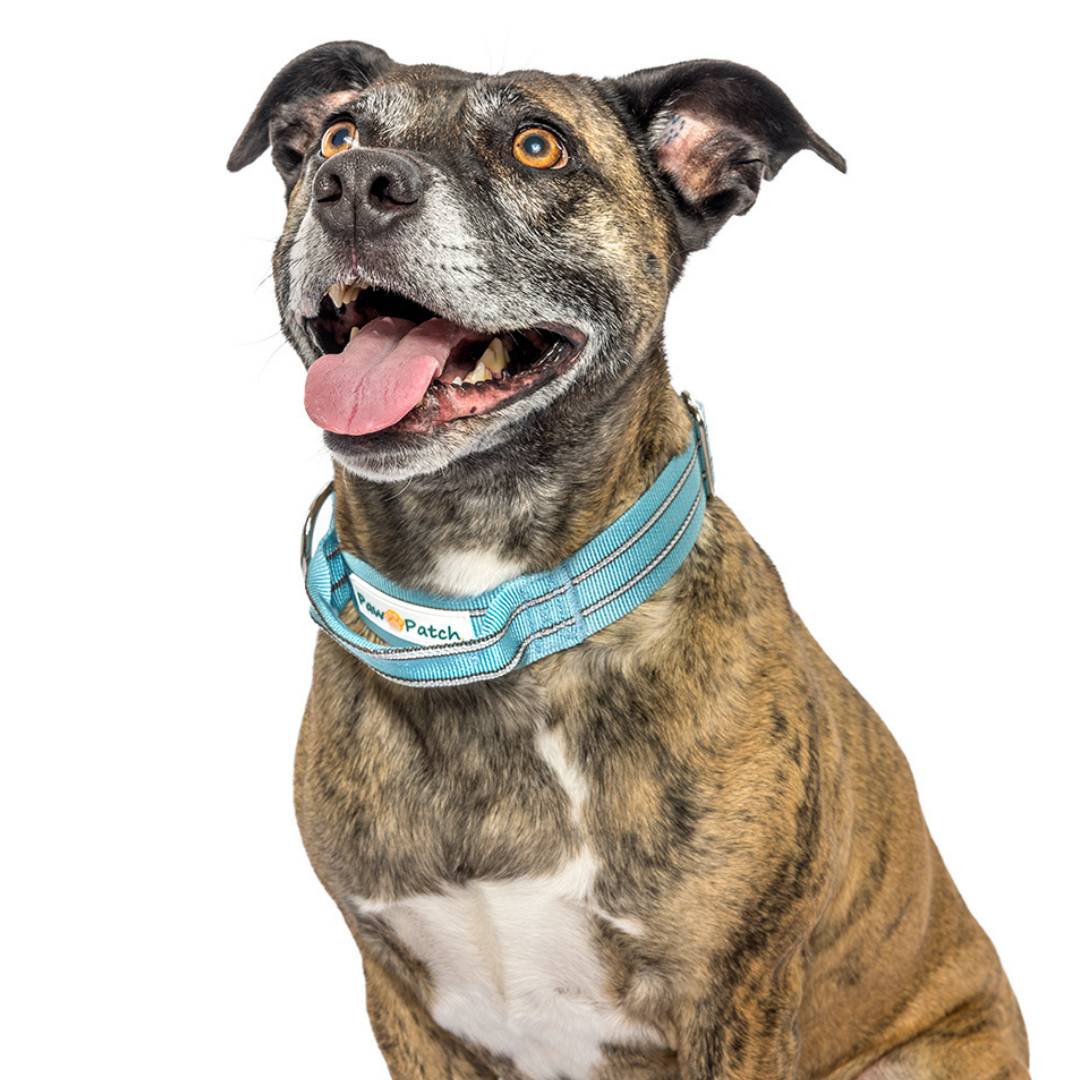 Premium Comfort Collar - Blue