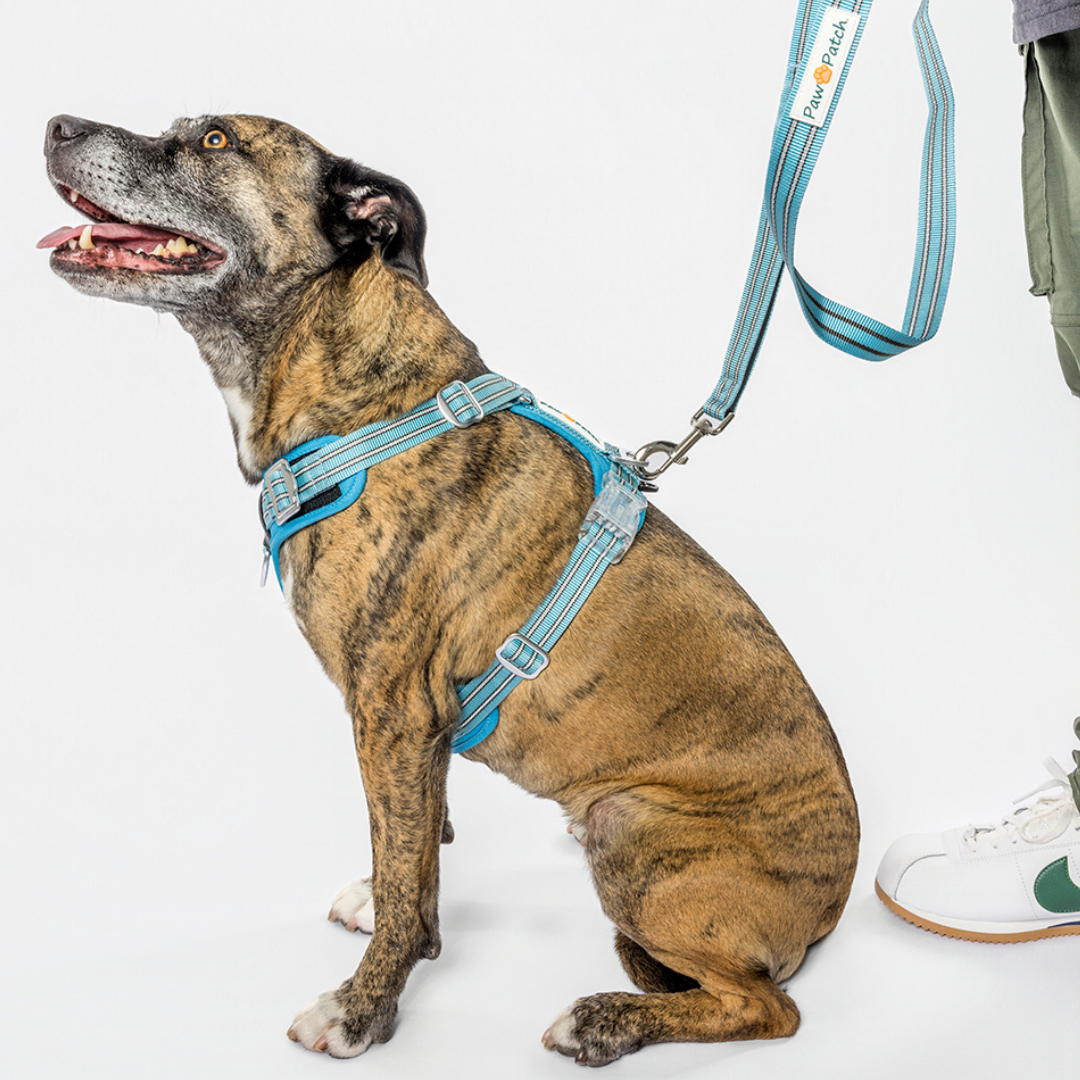 Premium Comfort Leash - Blue