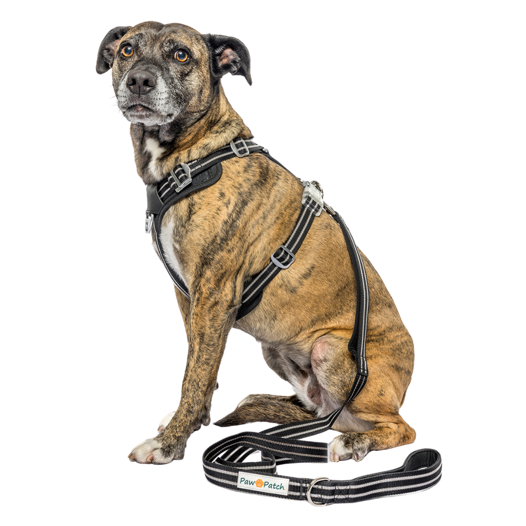 Premium Comfort Leash - Black