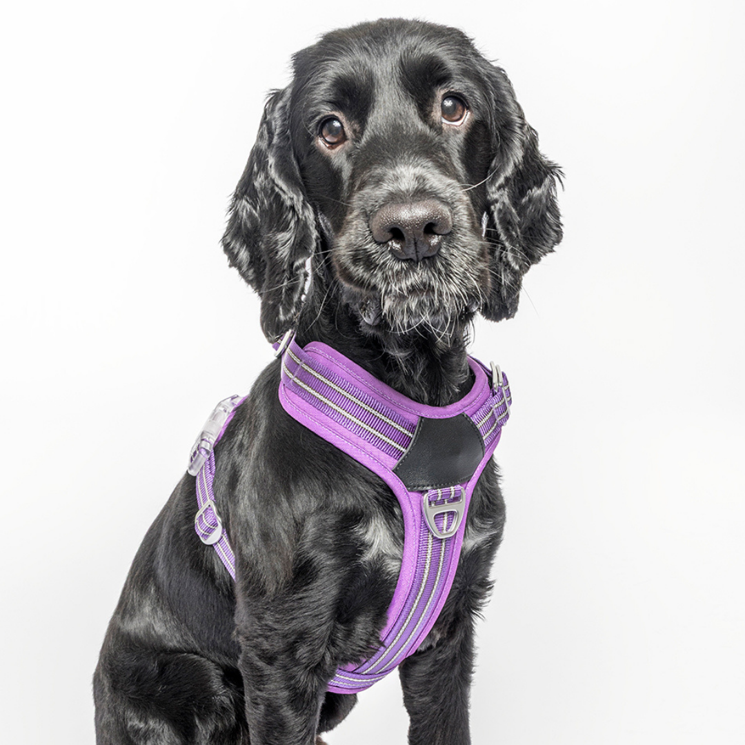 Premium Comfort Harness - Purple