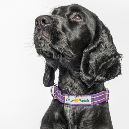Premium Comfort Collar - Purple