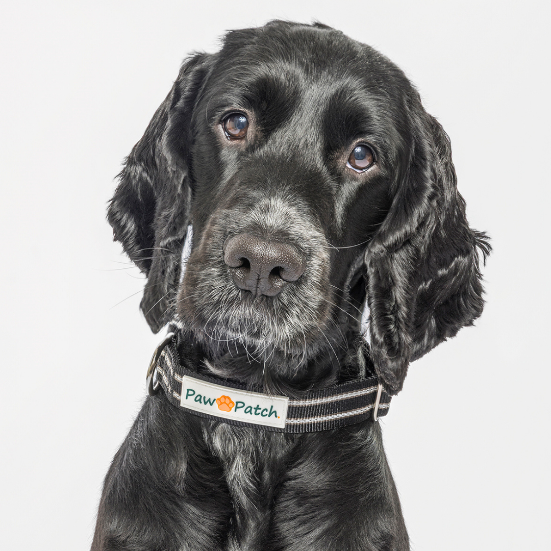 Premium Comfort Collar - Black