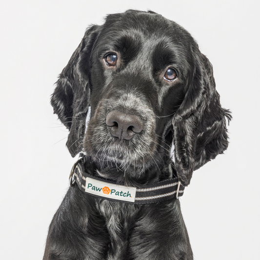 Premium Comfort Collar - Black