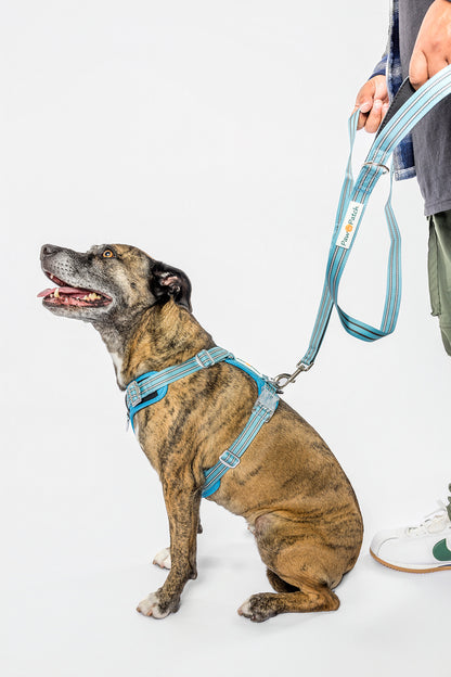 The Pro Comfort Duo (Harness + Leash)